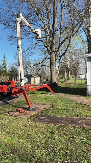 Monster Red Oak Trees Coming Down!!!