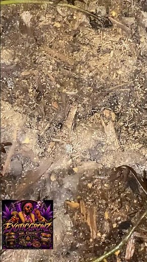 buried something alive in this soil..#EXoticGrowz #MrExotic #LivingSoil#OrganicGardening #SoilHealth