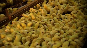 Poultry | Cover All of Your Industry Needs