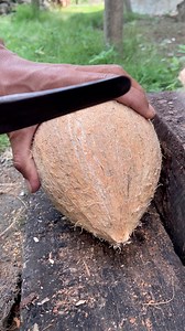 1.1M views · 5.8K reactions | Satisfying remove the cone coconut from its shell #coconut #satisfying | Handika Amiranto New | Facebook