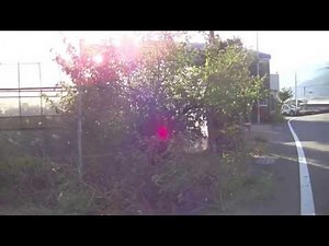 まゆみの木 剪定 切る