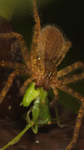 404K views · 1.7K reactions | Wolf spider Eating its Prey Wincent ueDz4 #insect #nature #wildlife | HAWI Studios | Facebook
