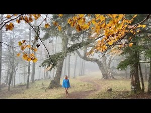 SHINRIN-YOKU, FOREST BATHING AND WELLBEING / HEALING POWER OF A WALK IN THE WOODS -Minami Alps,Japan