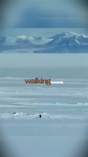 The Penguin That Walked Toward Death