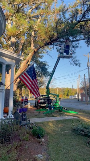 Miss Hope’s mother, Mrs. Davis, planted this pine tree 7 decades or so ago. In between the house and the tree, she had a koi pond also! Though we appreciate the shade it provides and the sanctuary for the birds, it is well past due for a hefty trim. We already have had some large limbs snapping in storms and the safety of the house is of concern. Today we began the trim process and work shall resume tomorrow. • #taylorsoldhomerevival #farmhouse #diy #yardwork #fixerupper #oldhouse | Taylors Old 