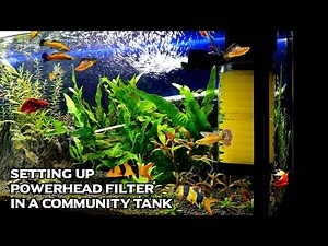 Setting Up Powerhead Aquarium Filter