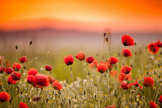 Learn the History and Symbolism of the Red Poppy Ahead of Memorial Day