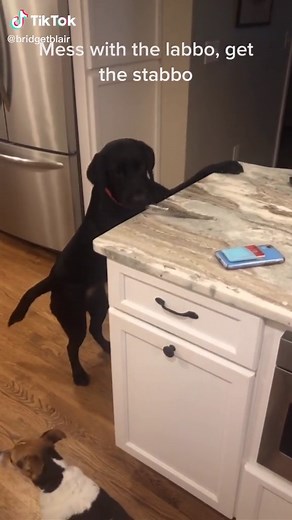 Labrador Training Tips: How to Properly Handle Your Black Lab