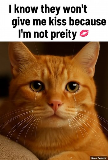 5.4K views · 125 reactions | Give a cute kiss | Cats Fun | Facebook