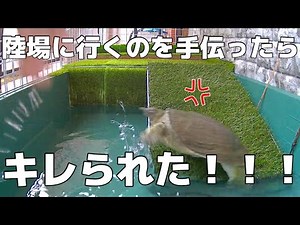 【スッポン飼育⑬】ほんの少しだけレイアウト！餌あげと卵