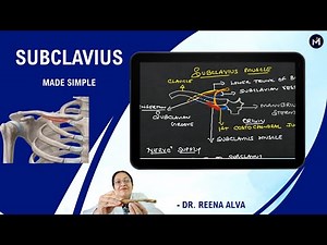Subclavius muscle - Made simple