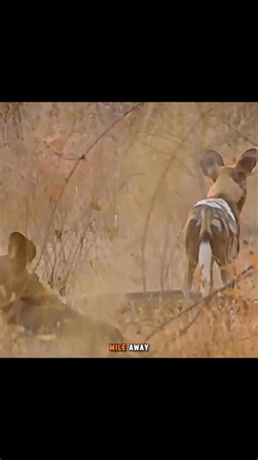 Wild dogs and Hyenas tend to cross paths. #hyenas #wilddog | Wildlifetobe