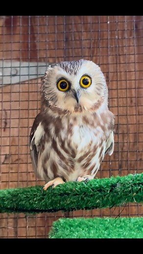356K views · 22K reactions | Sound on! Happy Monday from Douglas, the northern saw-whet owl ❤️ | Christine's Critters Inc. | Facebook