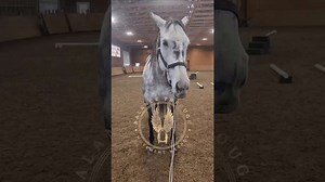 Improve Your Horse's Balance and Posture with the BTMM