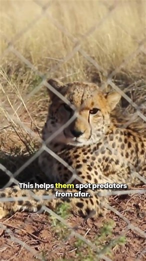 Goats Unique Vision Explained