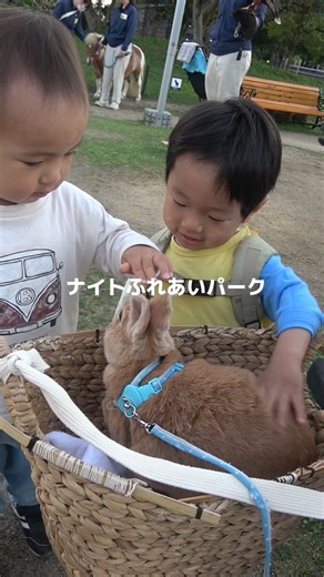 5.5K views · 432 reactions | ✨夏のアドベンチャーワールドは夜も感動が止まらない！✨...