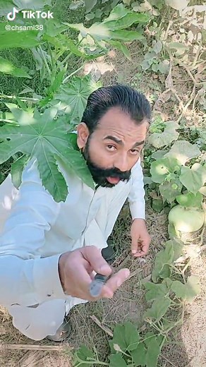 Harvesting Young Gourds: A Step-by-Step Guide