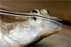 Four eyed fish - Alchetron, The Free Social Encyclopedia