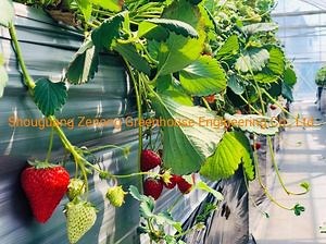 [Hot Item] Elevated Strawberry Planting System for Vegetable/Fruit Planting