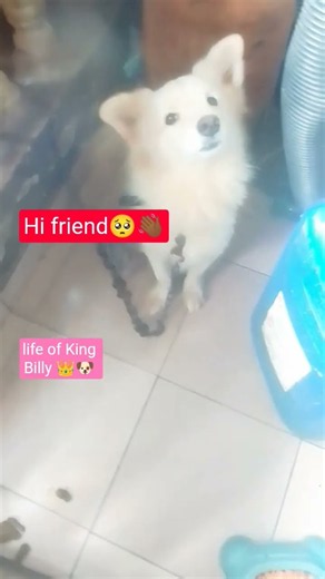 A day in the life of King Billy 🐶👑 Just living like royalty! 😂🐾 #shorts #KingBilly #Dog #CuteDog