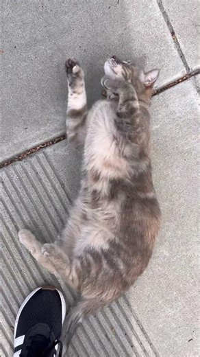 Met the cute kitty again ￼