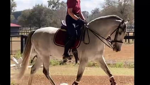 Wonderful small PRE gelding with three big gaits and HGF bloodlines! Perfect potential for an amateur or youth rider. Available to be seen in Wellington. DM us here. | Hampton Green Farm