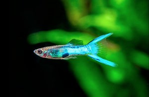 Endler Guppy Care: Creating the Natural Perfect Environment