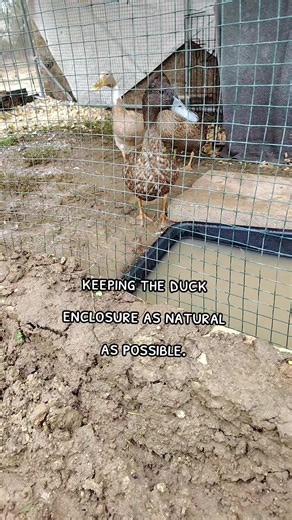 Natural Duck Enclosure for Happy Ducks