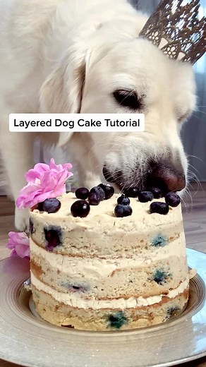 Homemade Dog Cake Recipe | Layered Dog Cake Tutorial