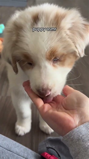volume up for maximum cronch #australianshepherd #puppy #austrailianshepherdpuppy