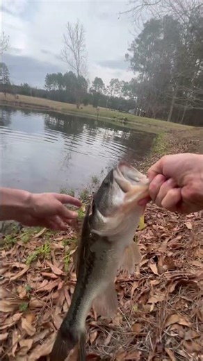 Catching winter large mouth #fishing