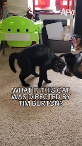 150K views · 812 reactions | Tim Burton Presents  #afv #cats #funnyvideos | America's Funniest Home Videos | Facebook