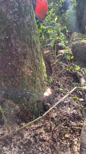 Where technique meets timber — the art of tree felling #wood #asmr #shorts