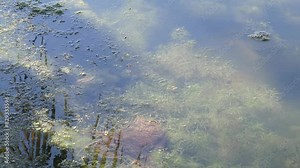 Naturally occurring freshwater algae are growing in nature as a habitat for fish and shrimp and other aquatic animals and are part of the aquatic food chain, but the downside is that they rot.
