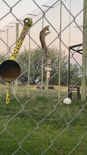 Explore Serval Hunting at Felidae: Adventure Awaits