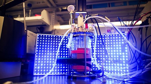 Princeton Engineering - Researchers use light to turn yeast into biochemical factories