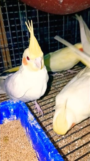 Cockatiel Birds