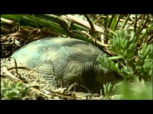 Turtles, Tortoises of the world - impressive documentary - must see