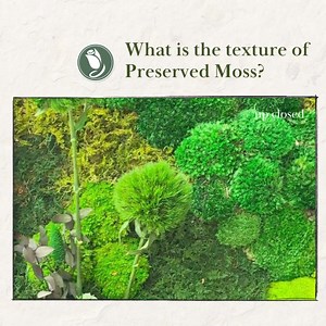 Preserved moss typically has a soft and slightly spongy texture. Unlike live moss, it doesn't require water or sunlight to maintain its appearance and feel. The preservation process, which often involves using natural preservation technique, allows the moss to retain its flexibility and color while preventing decay. The texture is somewhat similar to fresh moss but slightly less moist and more consistent in its suppleness. Beautify your wall with the beauty from the nature. View ready design at 