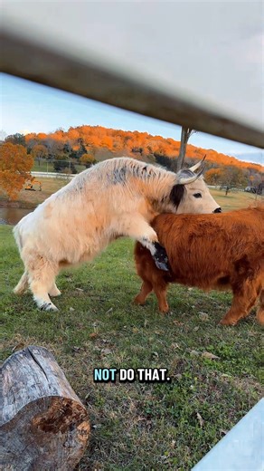 546K views · 30K reactions | Mini Cow Cracker Time✨ | Katie Van Slyke | Facebook