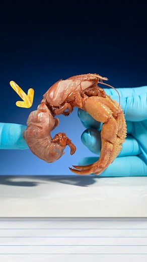 Hermit Crab - This is what a hermit crab looks like without a shell. Specimen use made possible by the Santa Barbara Museum of Natural History. #animals #science #learnontiktok