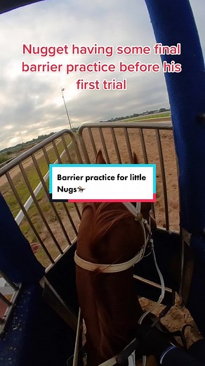 Little Nugs' Barrier Practice and Track Work