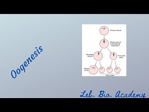 Oogenesis