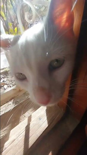 Kitten Enjoying Fresh Air #cat #cats