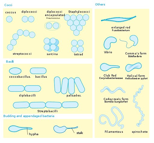 Bacteria -  Size, Shape and Arrangement
