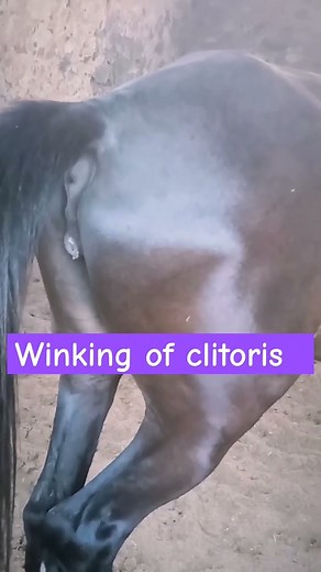 sign of estrus in mare #shortsfeed #mare #horselover #horse #vet