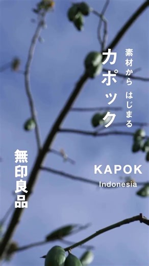 𝐀𝐛𝐨𝐮𝐭 𝐊𝐚𝐩𝐨𝐤 𝐌𝐚𝐭𝐞𝐫𝐢𝐚𝐥 Discover the journey of our kapok. Sourced in Indonesia, take a closer look at how we harvest, process and transform these kapok pods and turn them into the clothes you see in stores today! #MUJI #MUJISg #無印良品 #kapok #mujiwear
