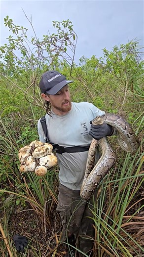 Kev Pav | You can't be everywhere at the same time unfortunately! But still a lot of invasive pythons removed! . #python #snake #wildlife #florida... | Instagram