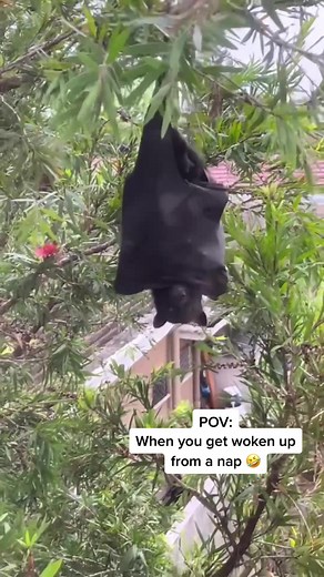 Hilarious Bat Screaming Compilation