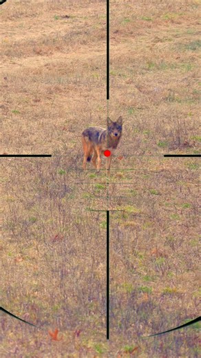 Wolf Hunting | Caccia al lupo | Wolvenjacht